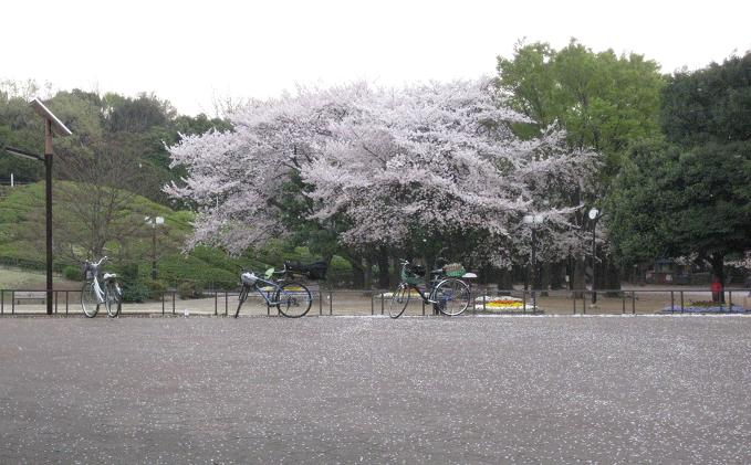 2011桜-1.jpg