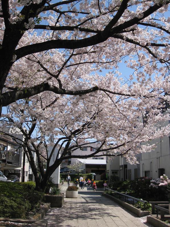 2011桜-4.jpg
