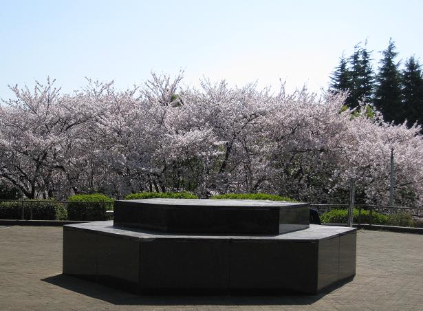 2011桜-5.jpg