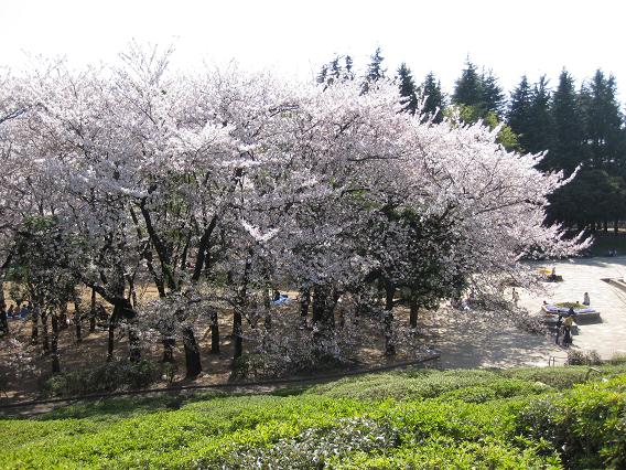 2011桜-6.jpg