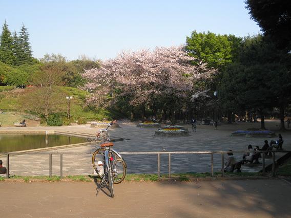 2011桜-7.jpg