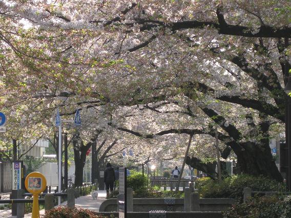 2011桜-9.jpg